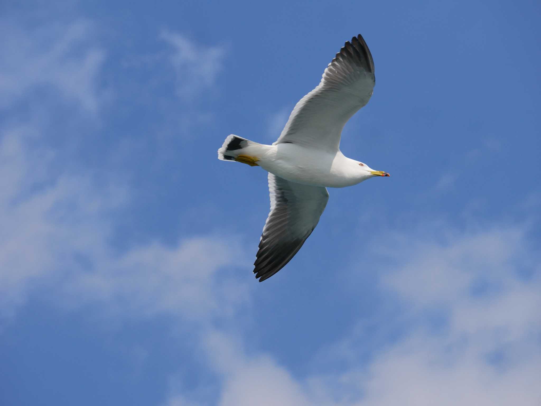 Black-tailed Gull