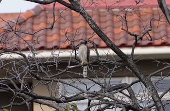 ハイタカ 万代池 2023年1月21日(土)