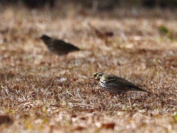 ビンズイ いなべ公園 2023年1月21日(土)