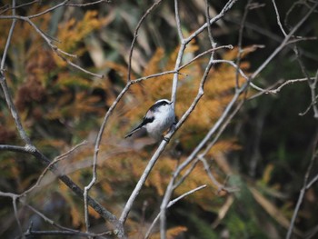 Long-tailed Tit いなべ公園 Sat, 1/21/2023