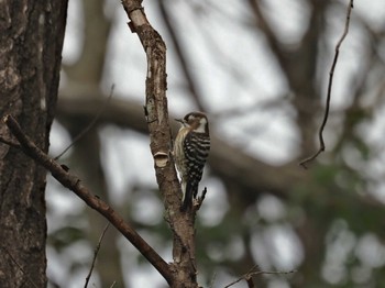 Japanese Pygmy Woodpecker いなべ公園 Sat, 1/21/2023