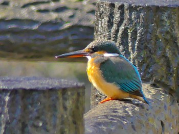 Common Kingfisher 八丁湖 Sat, 1/21/2023