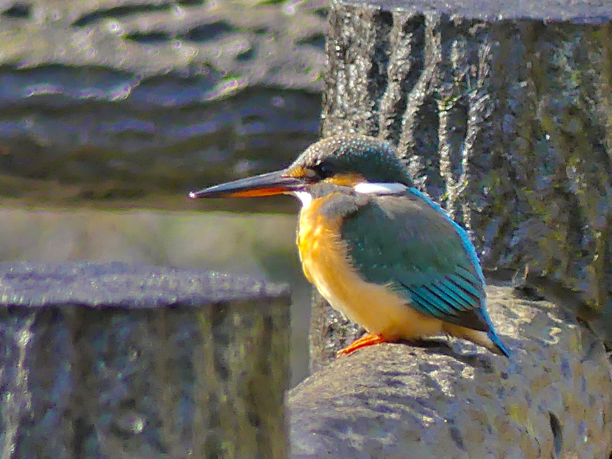 Common Kingfisher