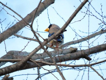 2023年1月21日(土) 昭和記念公園の野鳥観察記録