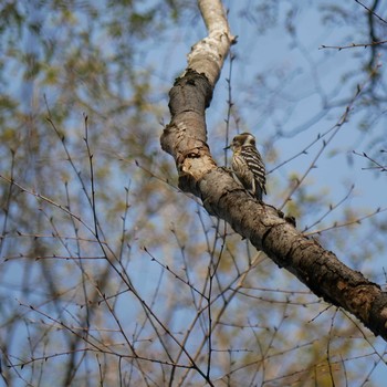 Japanese Pygmy Woodpecker ひろせ野鳥の森 Sun, 4/1/2018