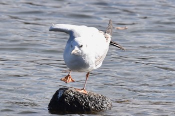 ユリカモメ 舎人公園 2023年1月21日(土)