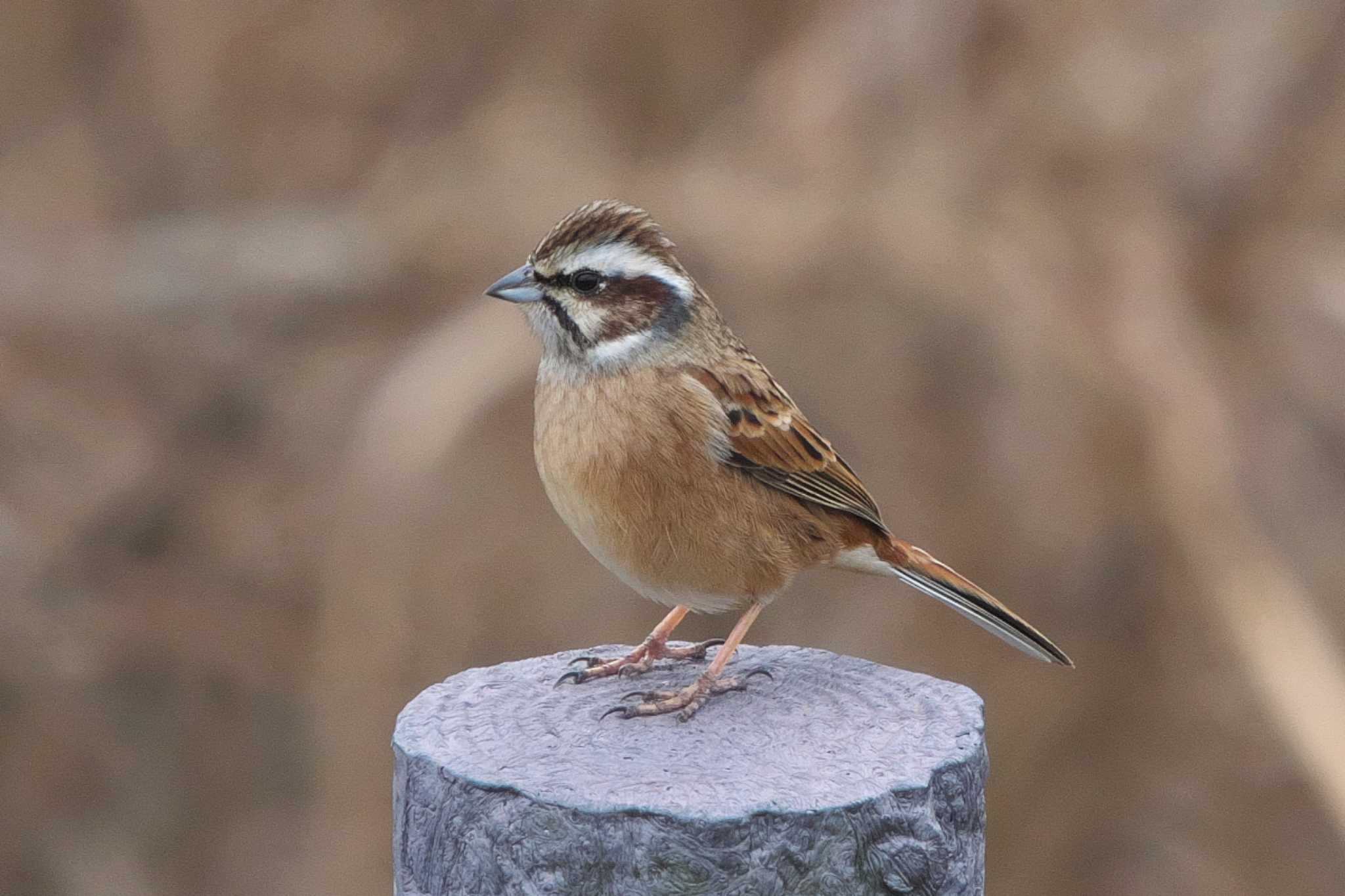 Photo of Meadow Bunting at 境川遊水地公園 by Y. Watanabe