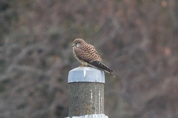 Sat, 1/21/2023 Birding report at 境川遊水地公園