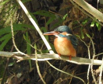 Common Kingfisher 兵庫県 Tue, 4/3/2018