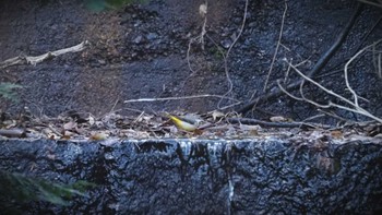 Grey Wagtail 東海自然歩道 Sat, 1/21/2023