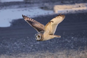 Short-eared Owl 江戸川 Wed, 1/18/2023