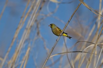 カワラヒワ 印旛沼 2023年1月21日(土)