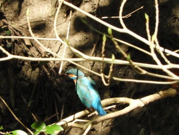 Common Kingfisher 兵庫県 Tue, 4/3/2018