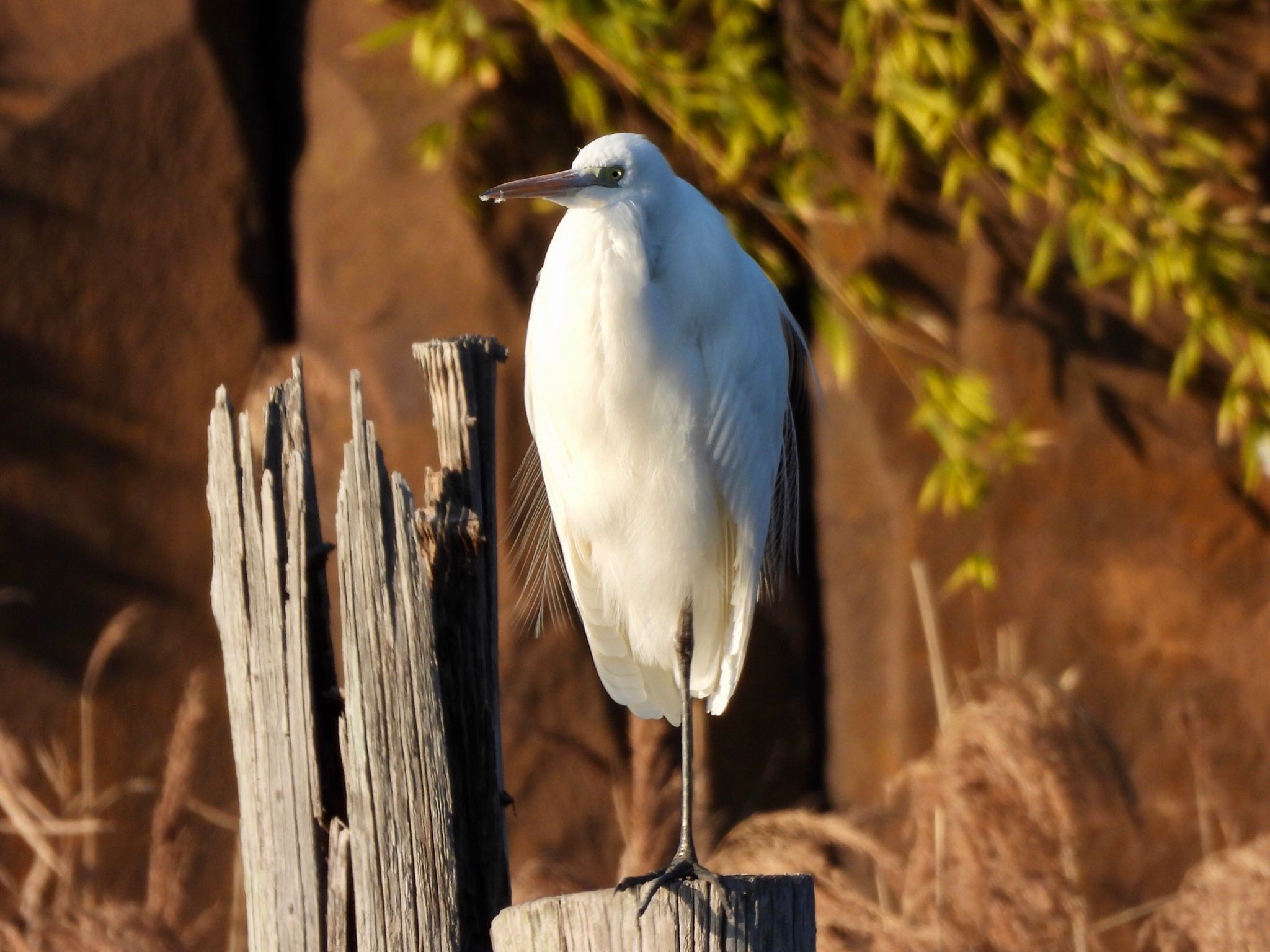 Great Egret