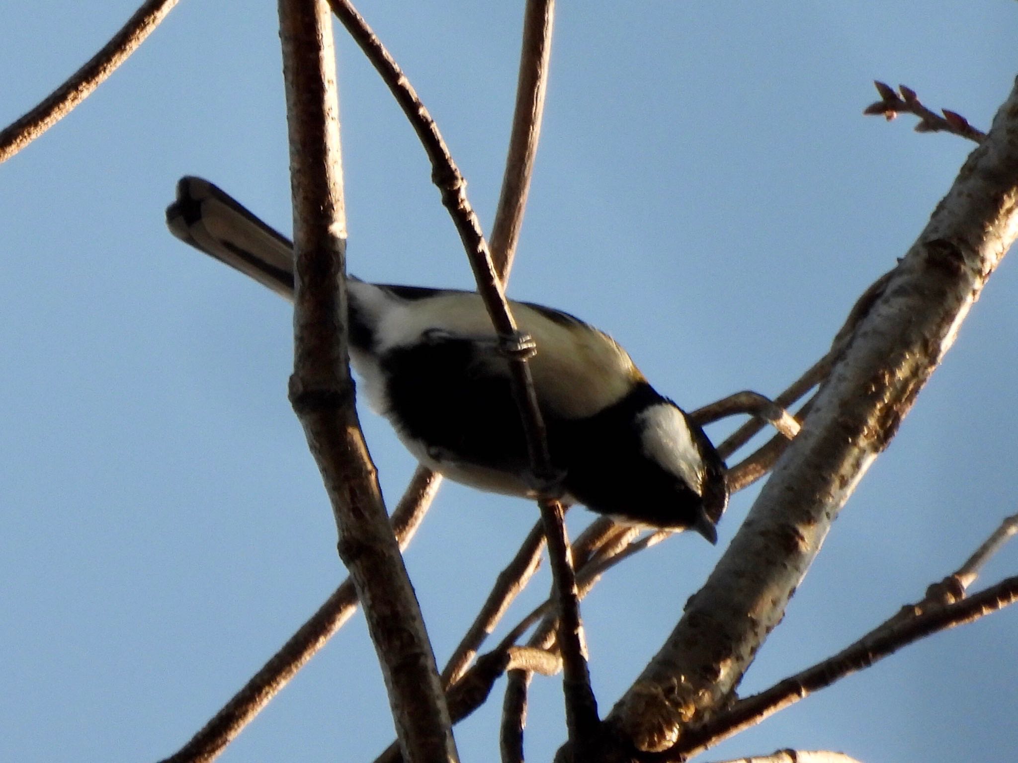 Japanese Tit