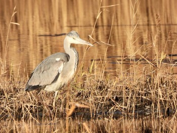 アオサギ 葛西臨海公園 2023年1月20日(金)