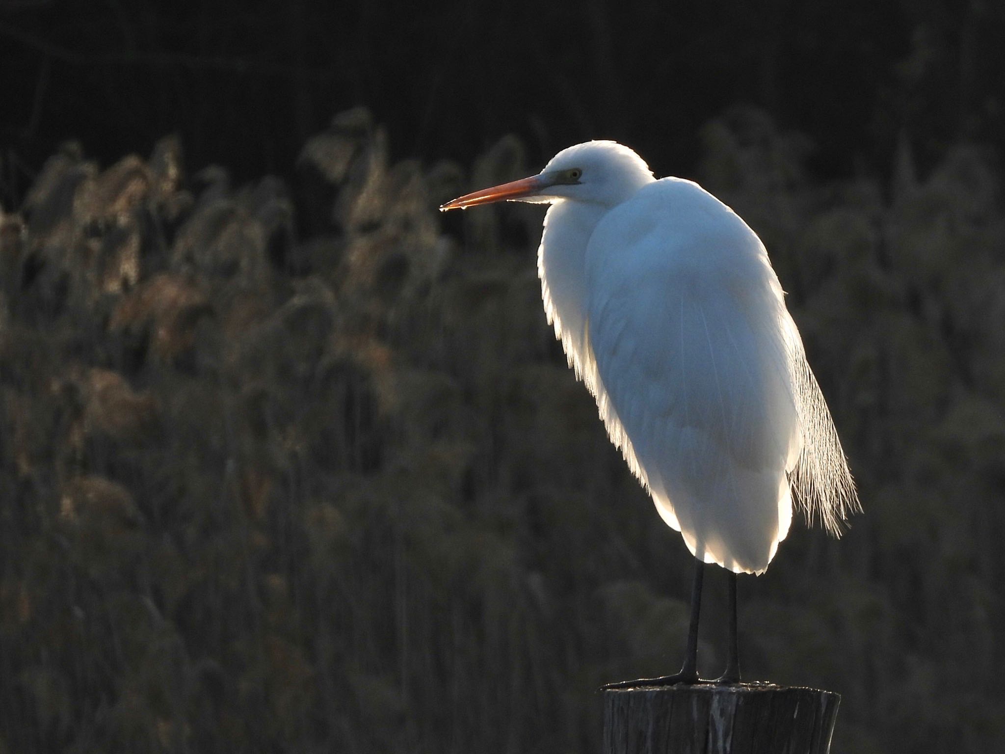 Great Egret