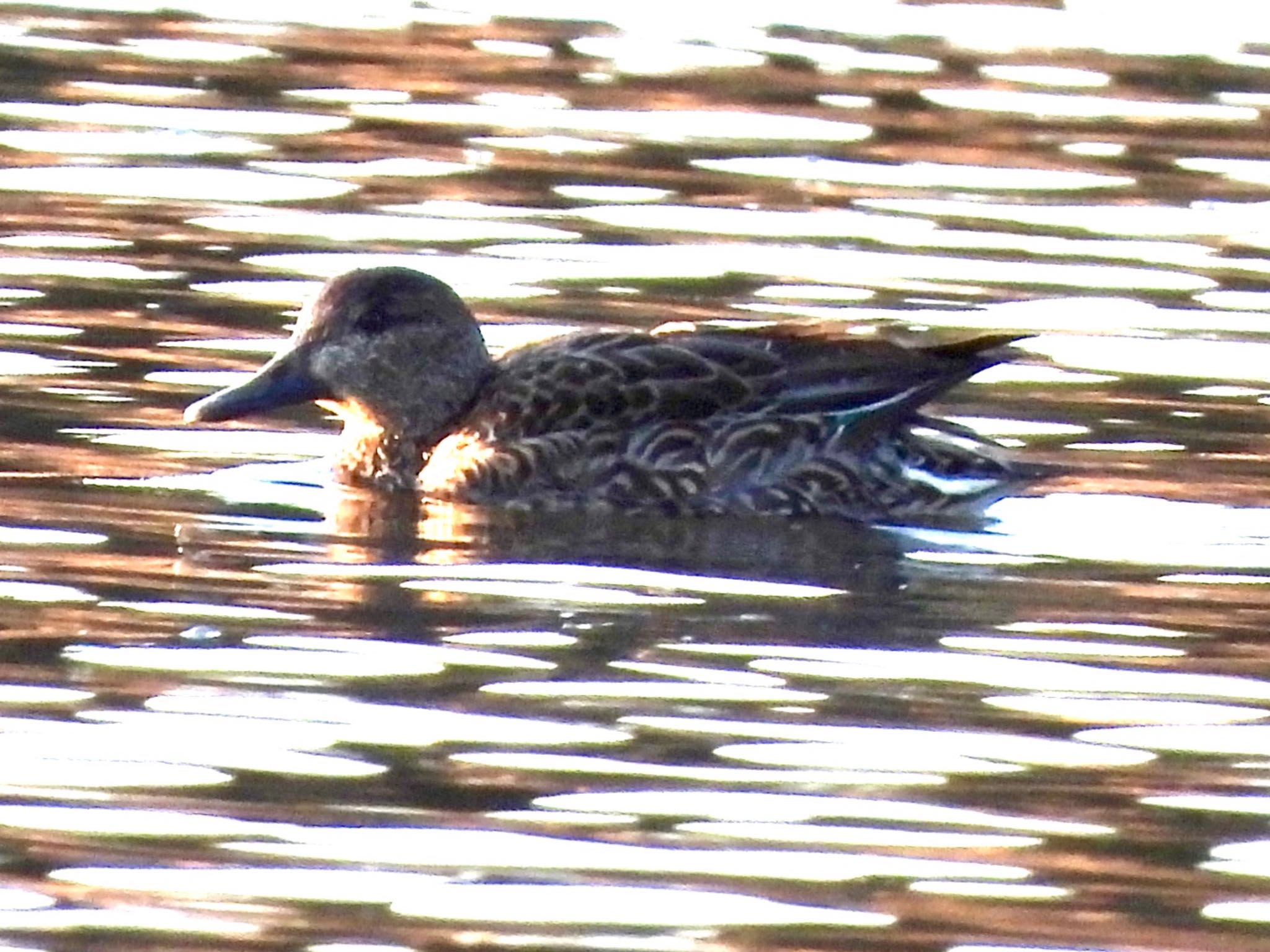 Eurasian Teal