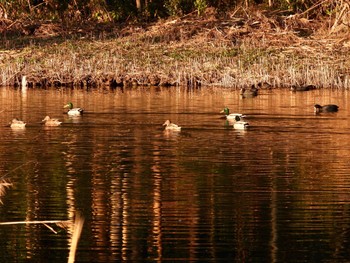 マガモ 葛西臨海公園 2023年1月20日(金)