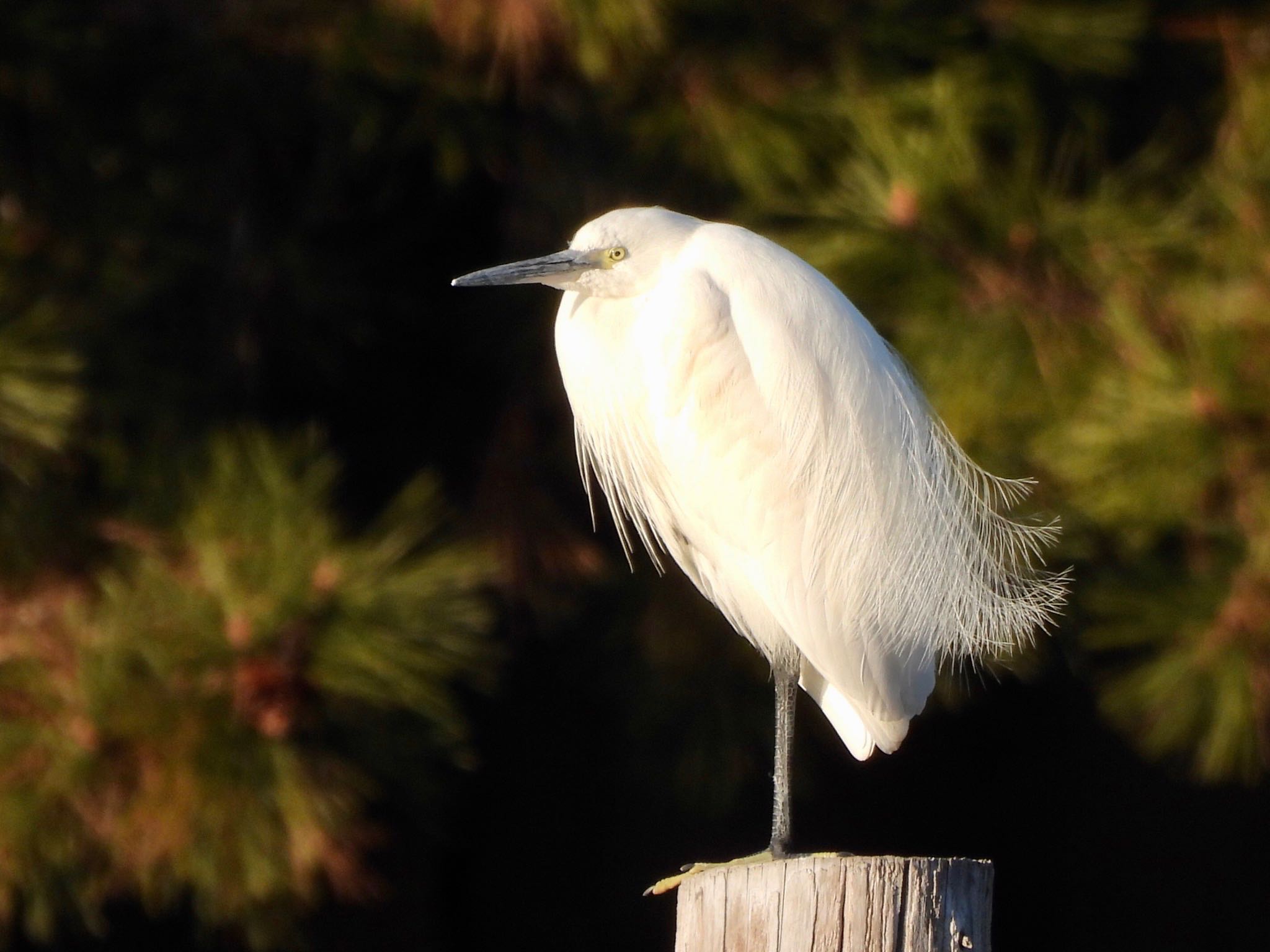 Little Egret