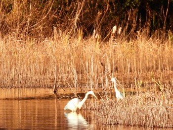 ダイサギ 葛西臨海公園 2023年1月20日(金)