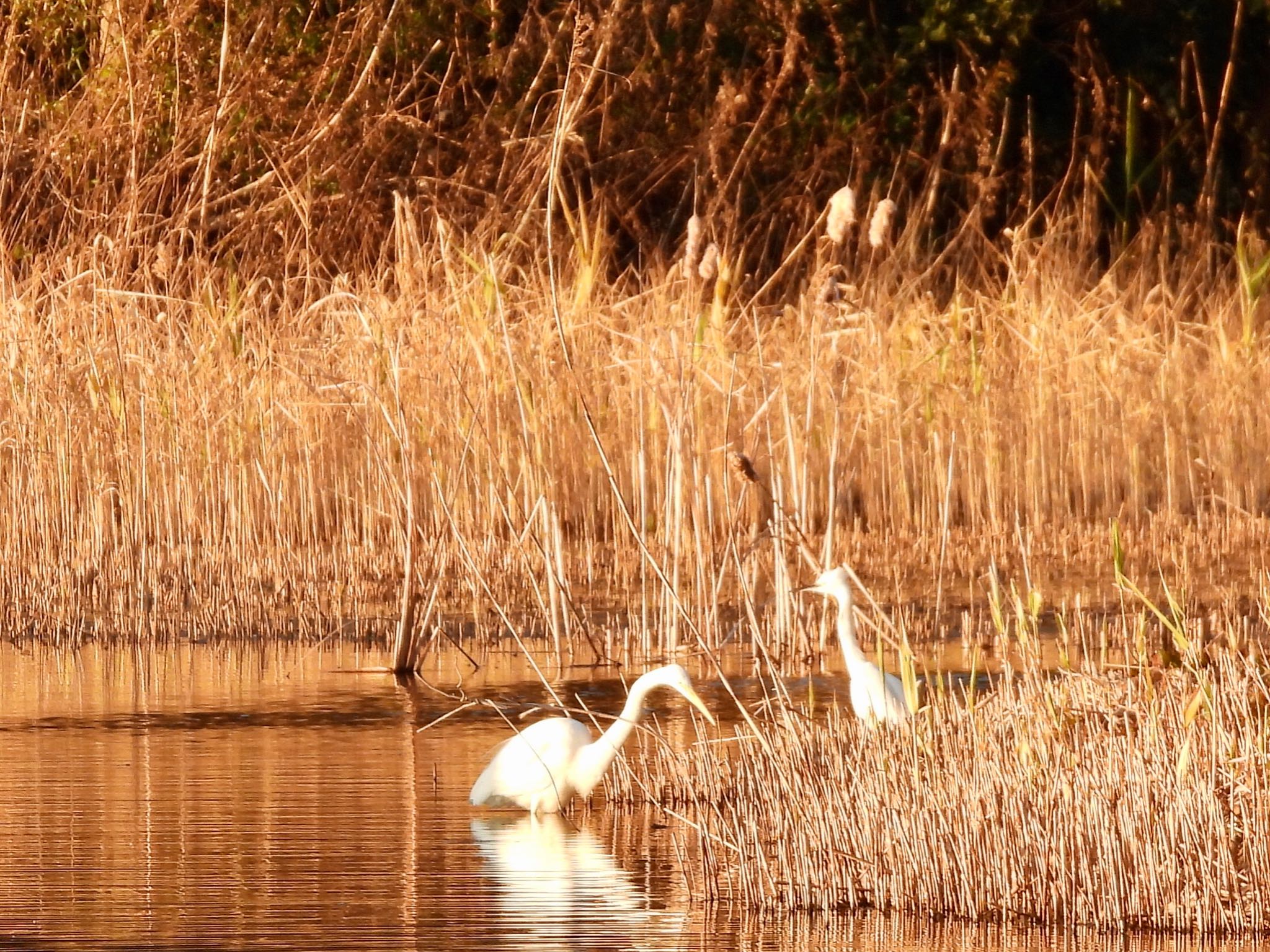 Great Egret