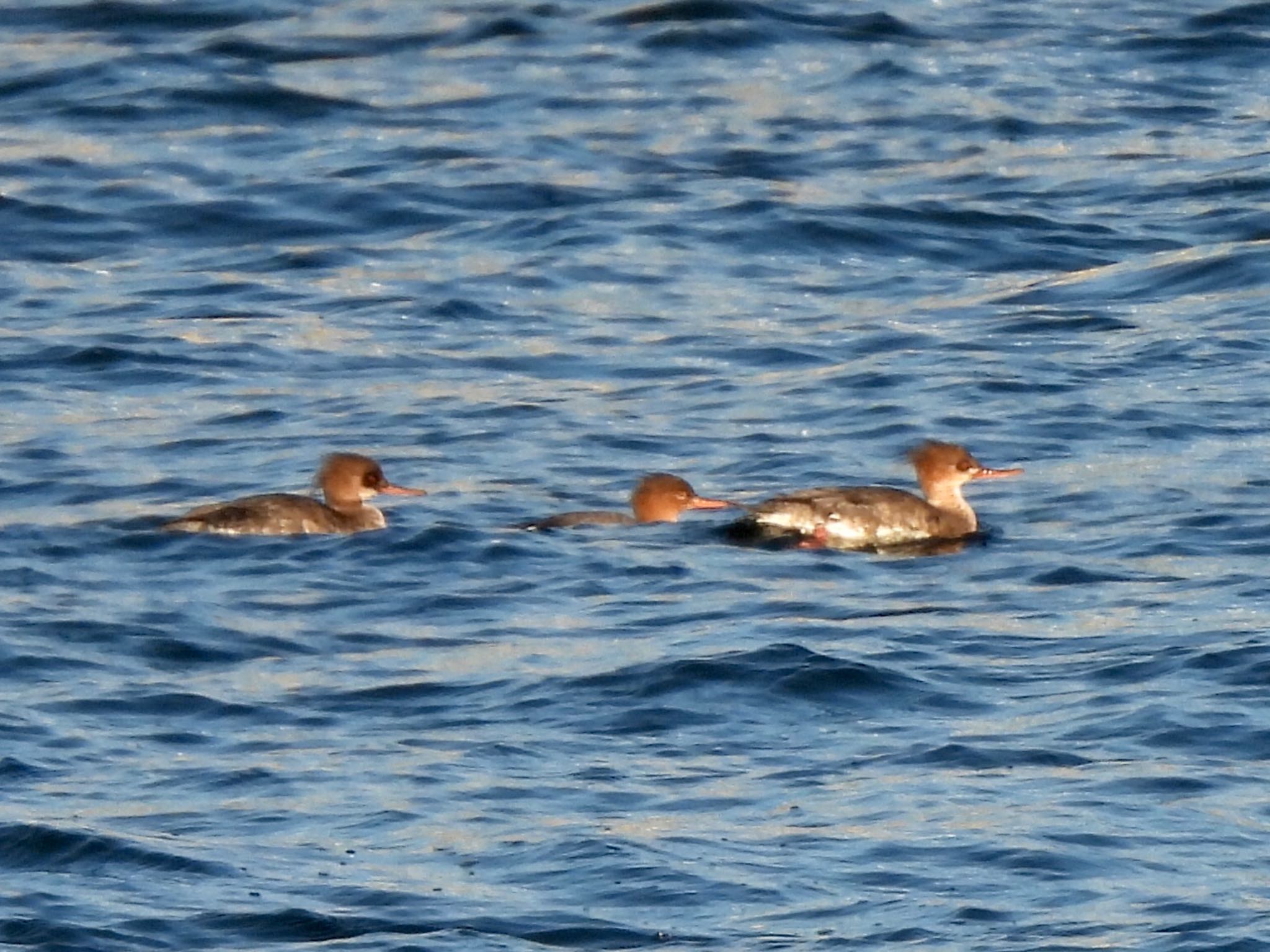 Red-breasted Merganser