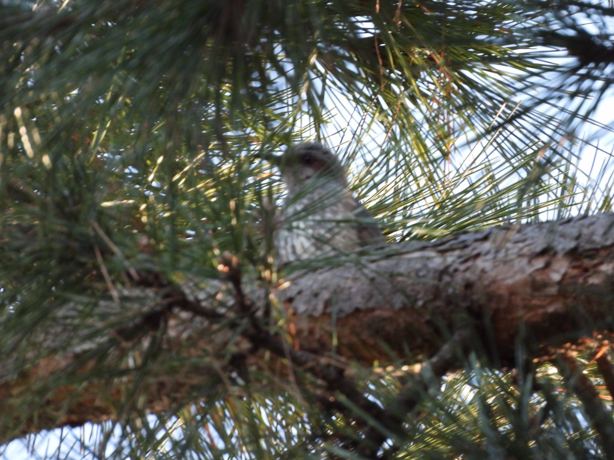 Brown-eared Bulbul