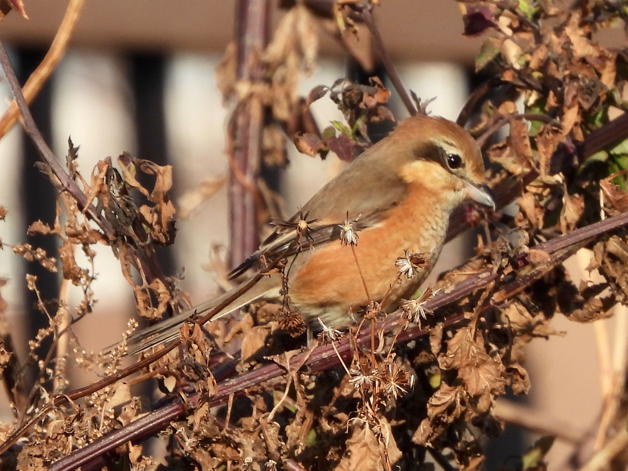 Bull-headed Shrike