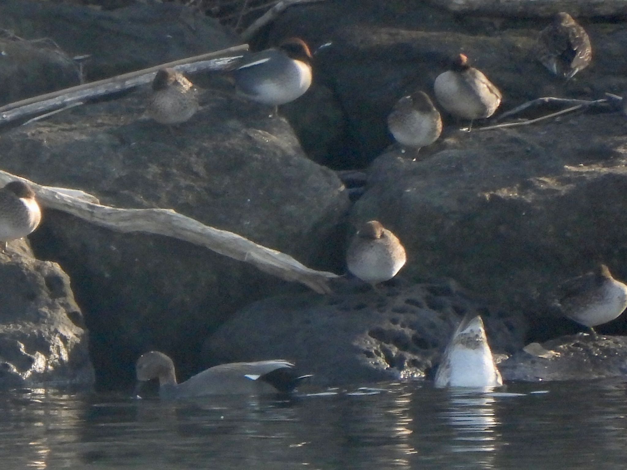 Gadwall