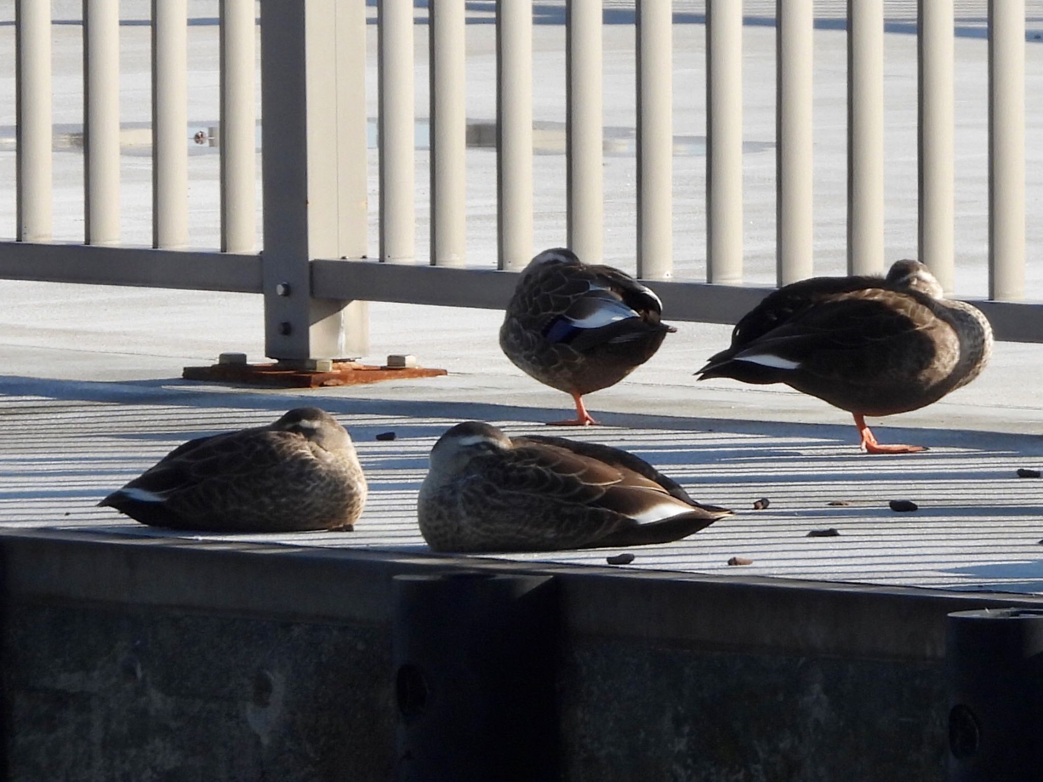 Eastern Spot-billed Duck