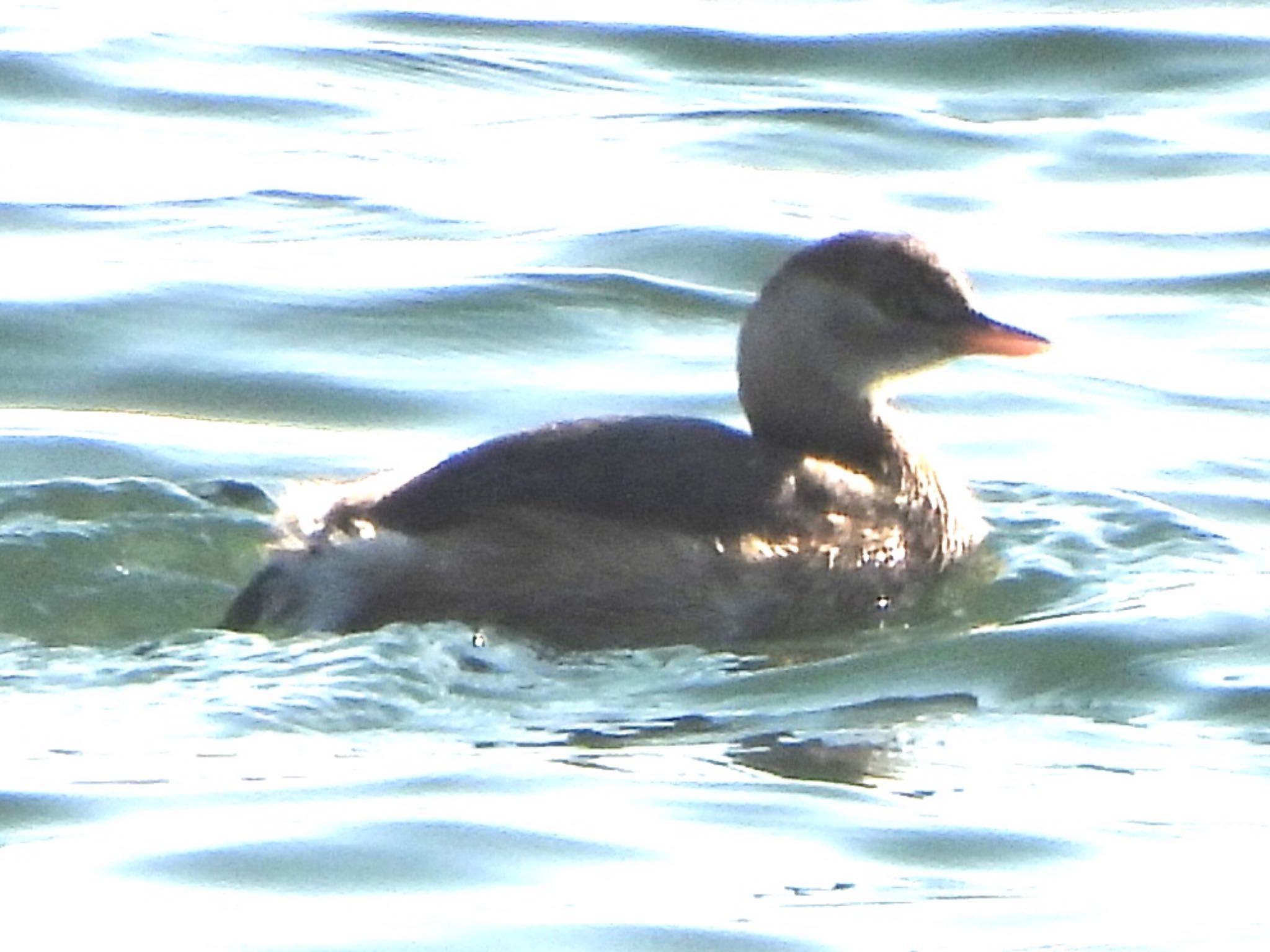 Little Grebe