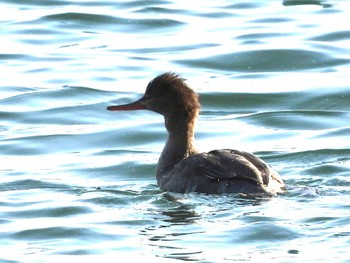 ウミアイサ 葛西臨海公園 2023年1月20日(金)