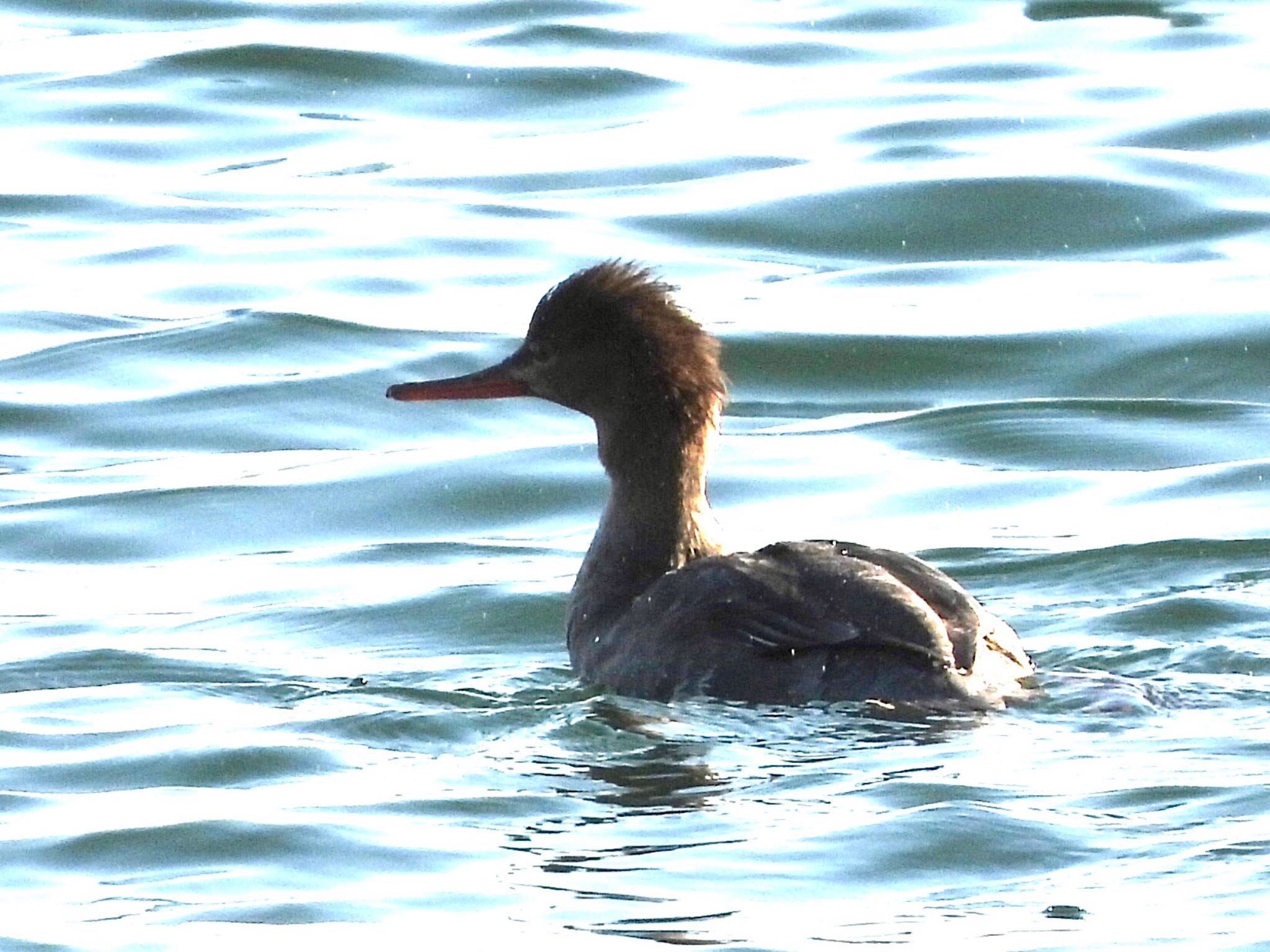 Red-breasted Merganser