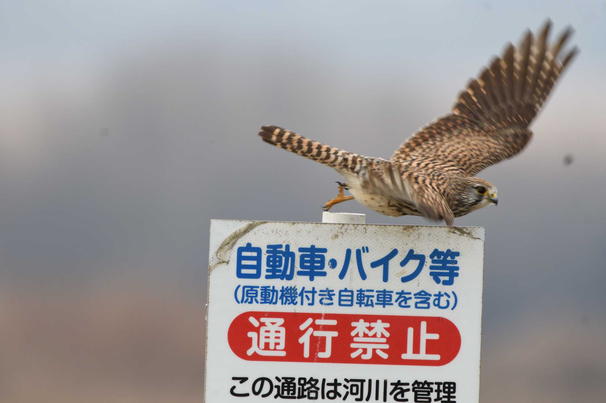 渡良瀬遊水地 チョウゲンボウの写真 by すずめのお宿