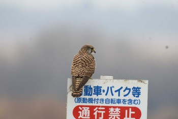 チョウゲンボウ 渡良瀬遊水地 2023年1月14日(土)