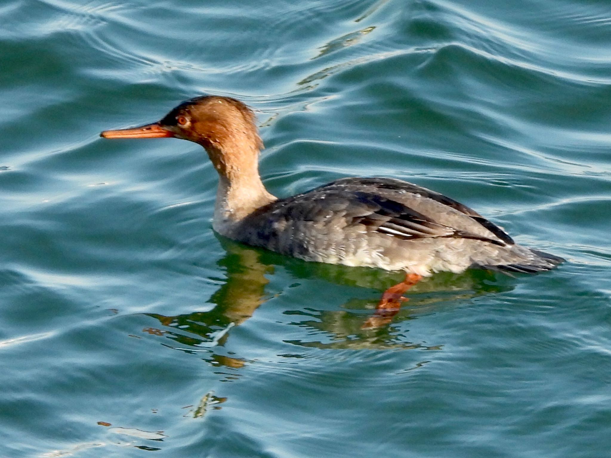 Red-breasted Merganser