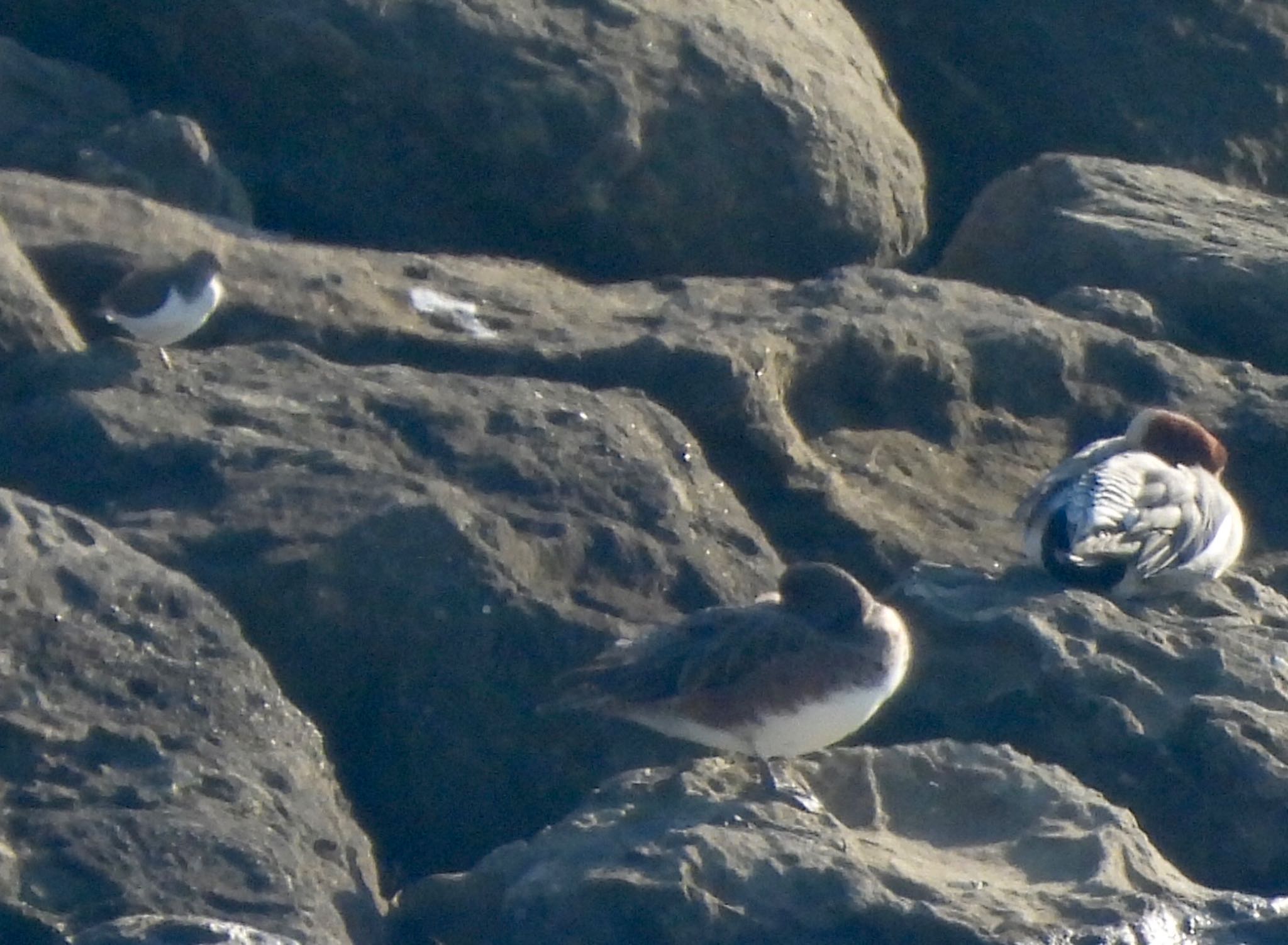 Common Sandpiper