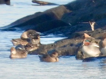 コガモ 葛西臨海公園 2023年1月20日(金)