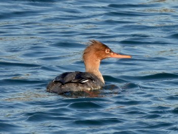 2023年1月20日(金) 葛西臨海公園の野鳥観察記録