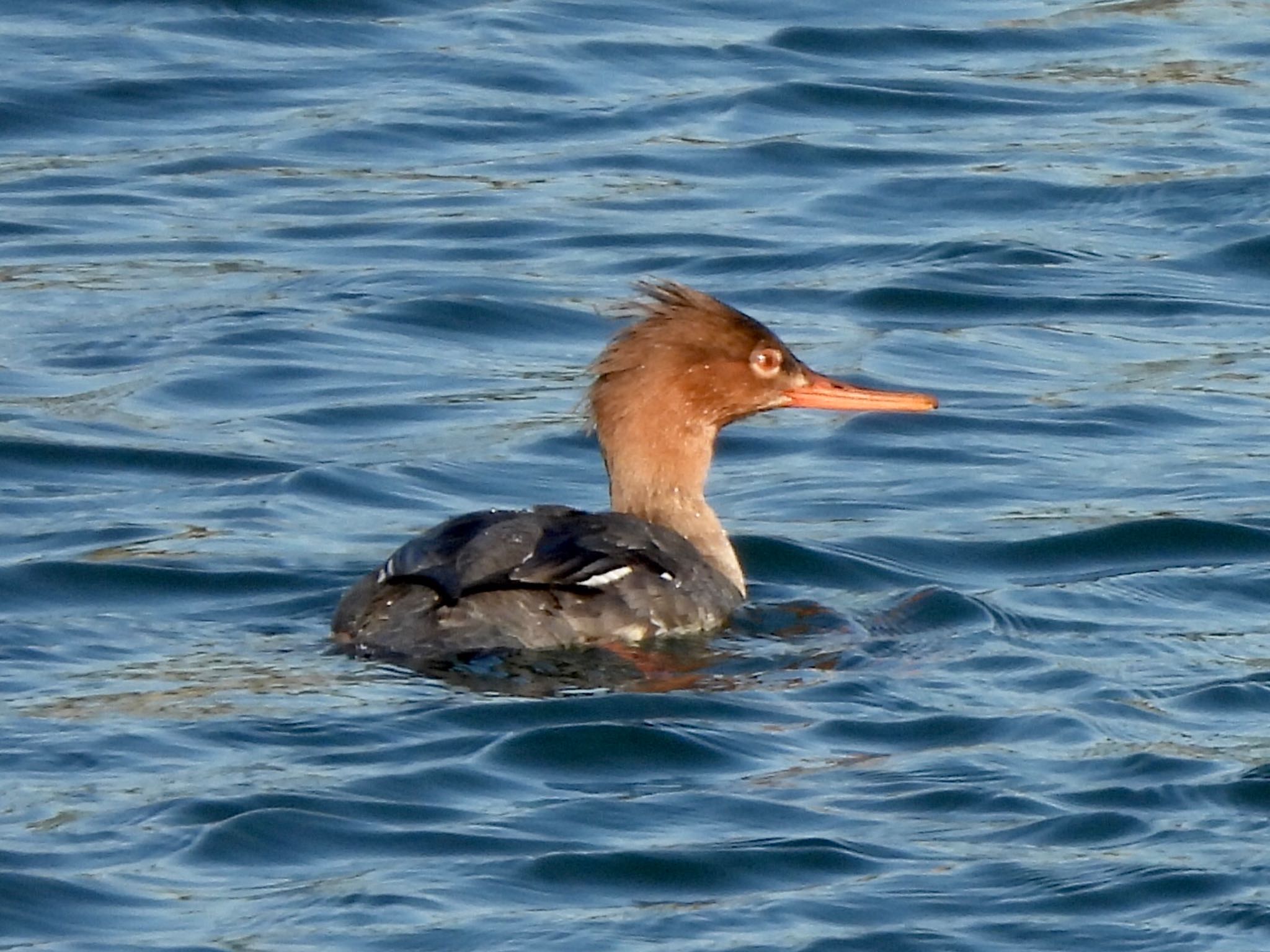 Red-breasted Merganser