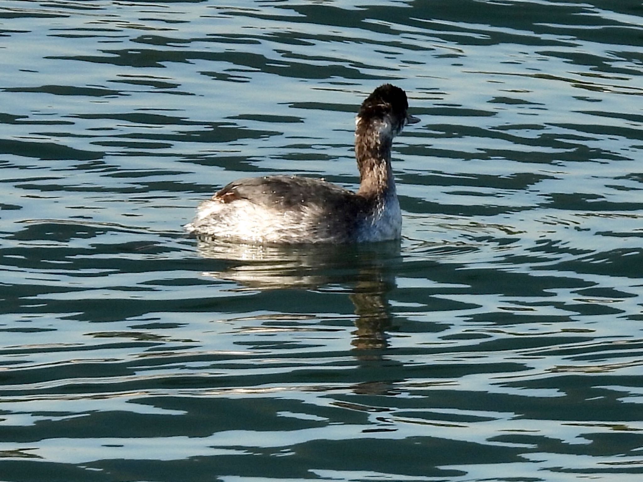 Black-necked Grebe