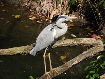 Grey Heron 兵庫県 Tue, 4/3/2018