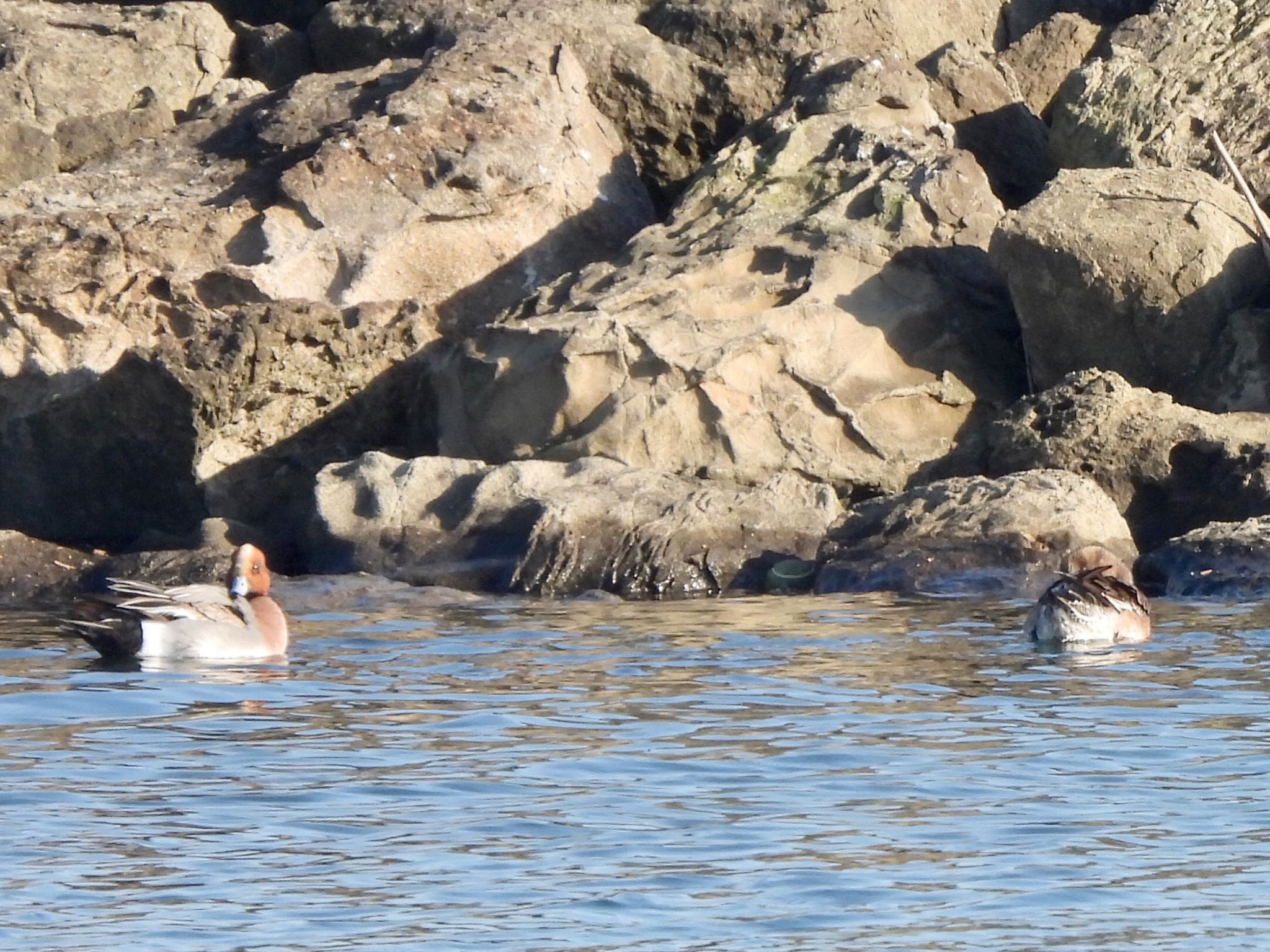 Eurasian Wigeon