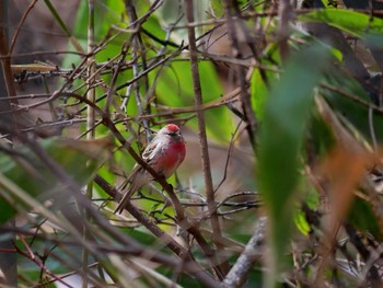 Common Redpoll 長野市 Mon, 4/2/2018