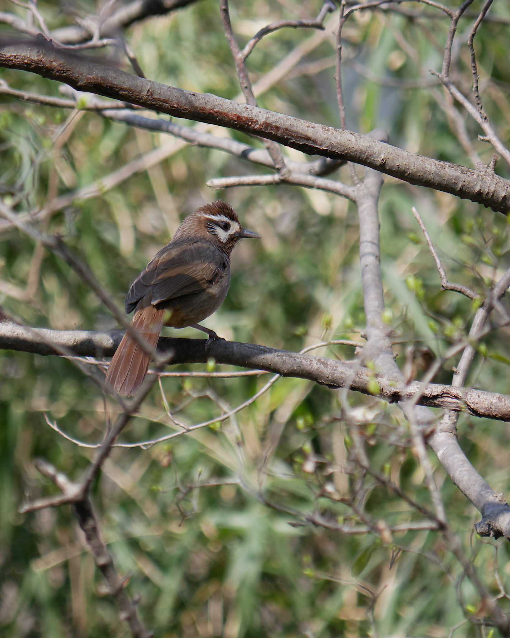 Photo of White-browed Laughingthrush at 多々良沼 by merumumu