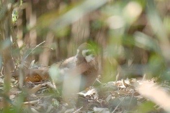 カオジロガビチョウ 多々良沼 2018年3月13日(火)