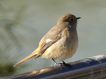 Daurian Redstart 八丁湖 Sat, 1/21/2023