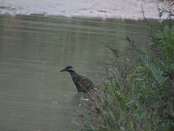 Barred Rail ミンダナオ島 Tue, 3/20/2018