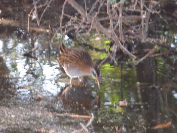 2023年1月21日(土) 葛西臨海公園の野鳥観察記録